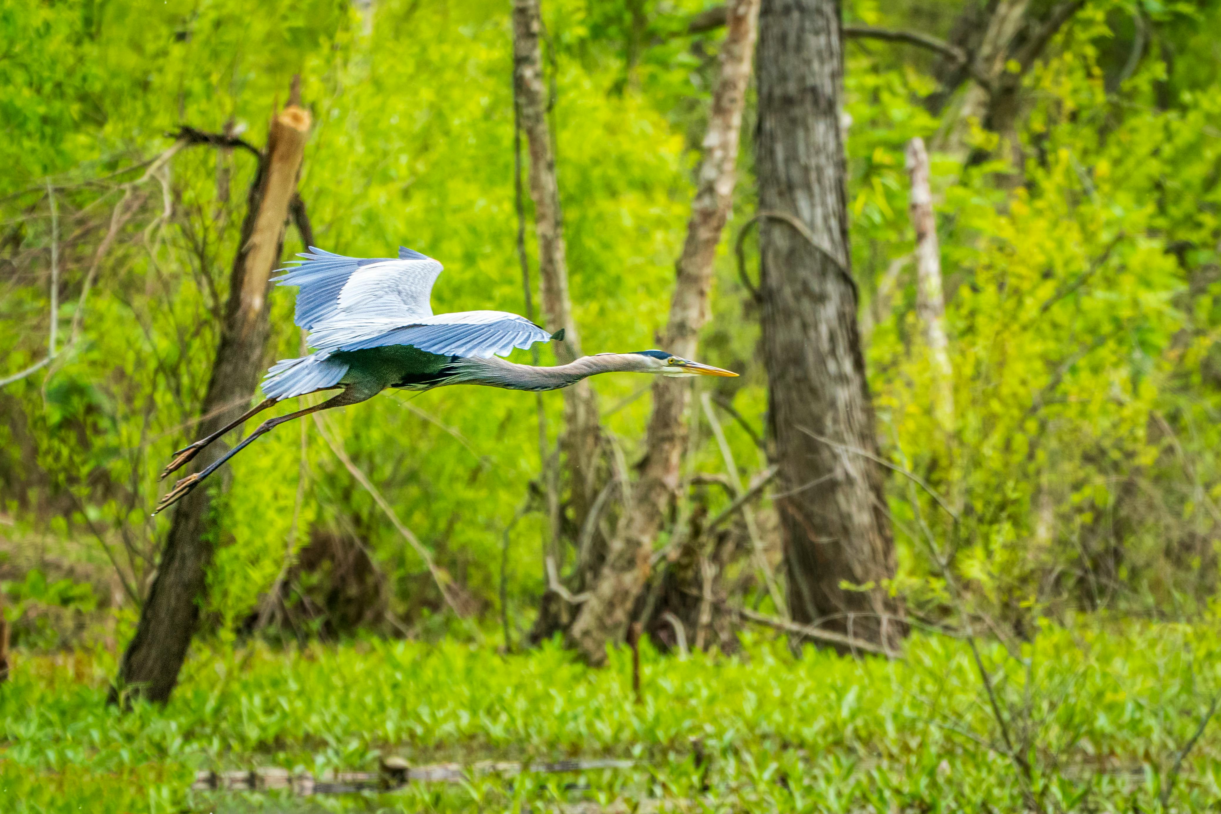 Wetland Marshes