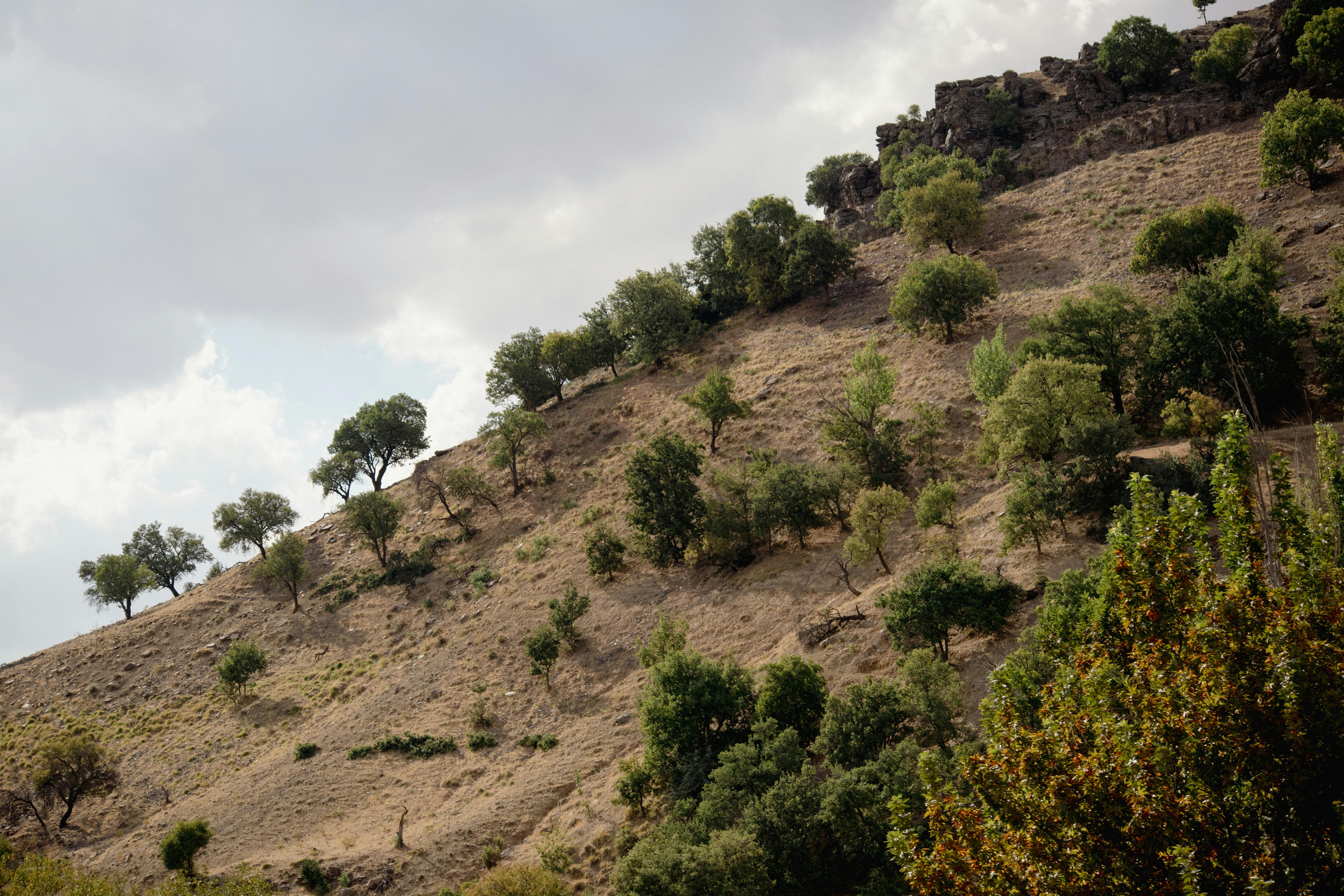 Landscape Detail
