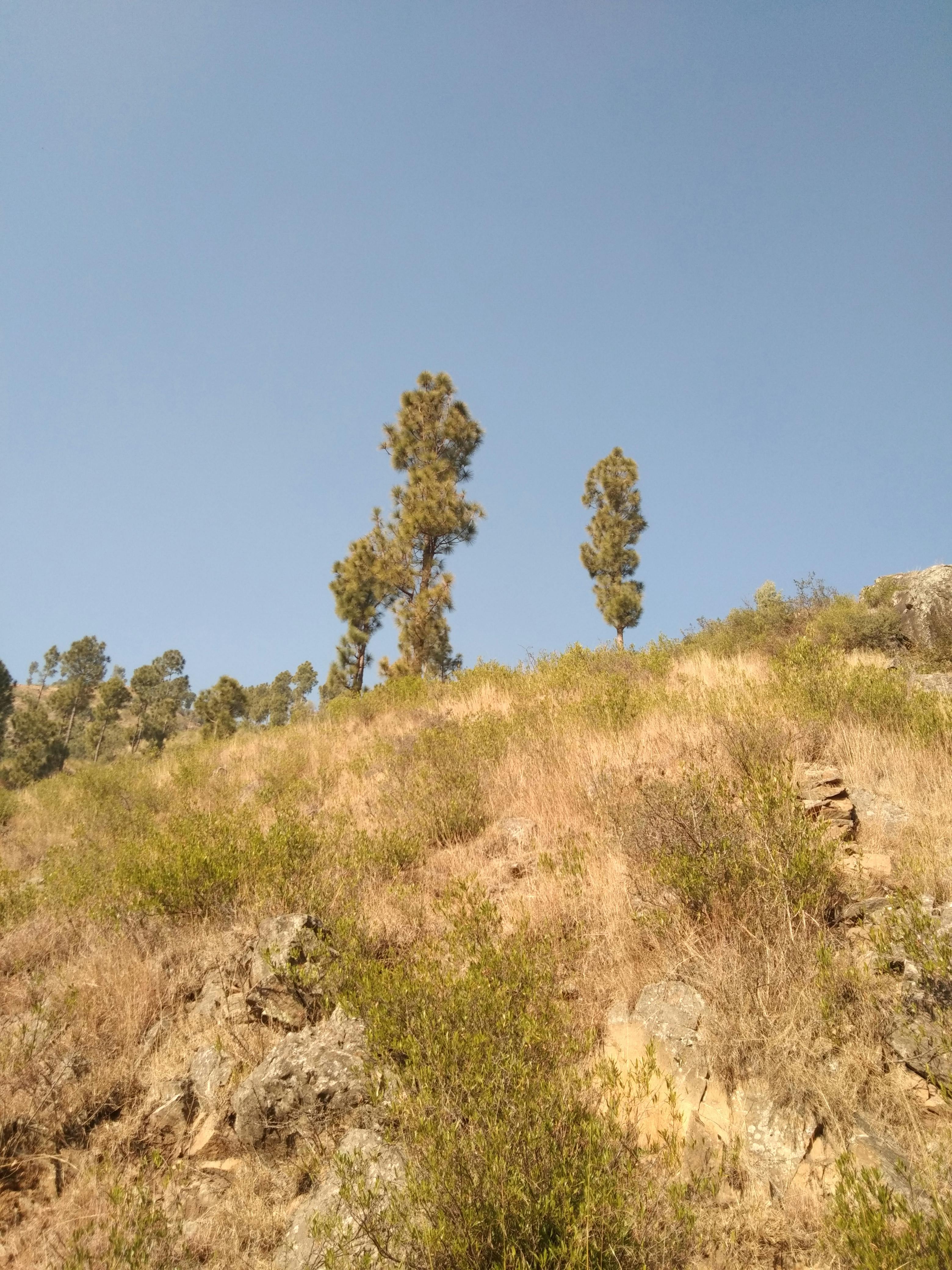 Landscape Detail