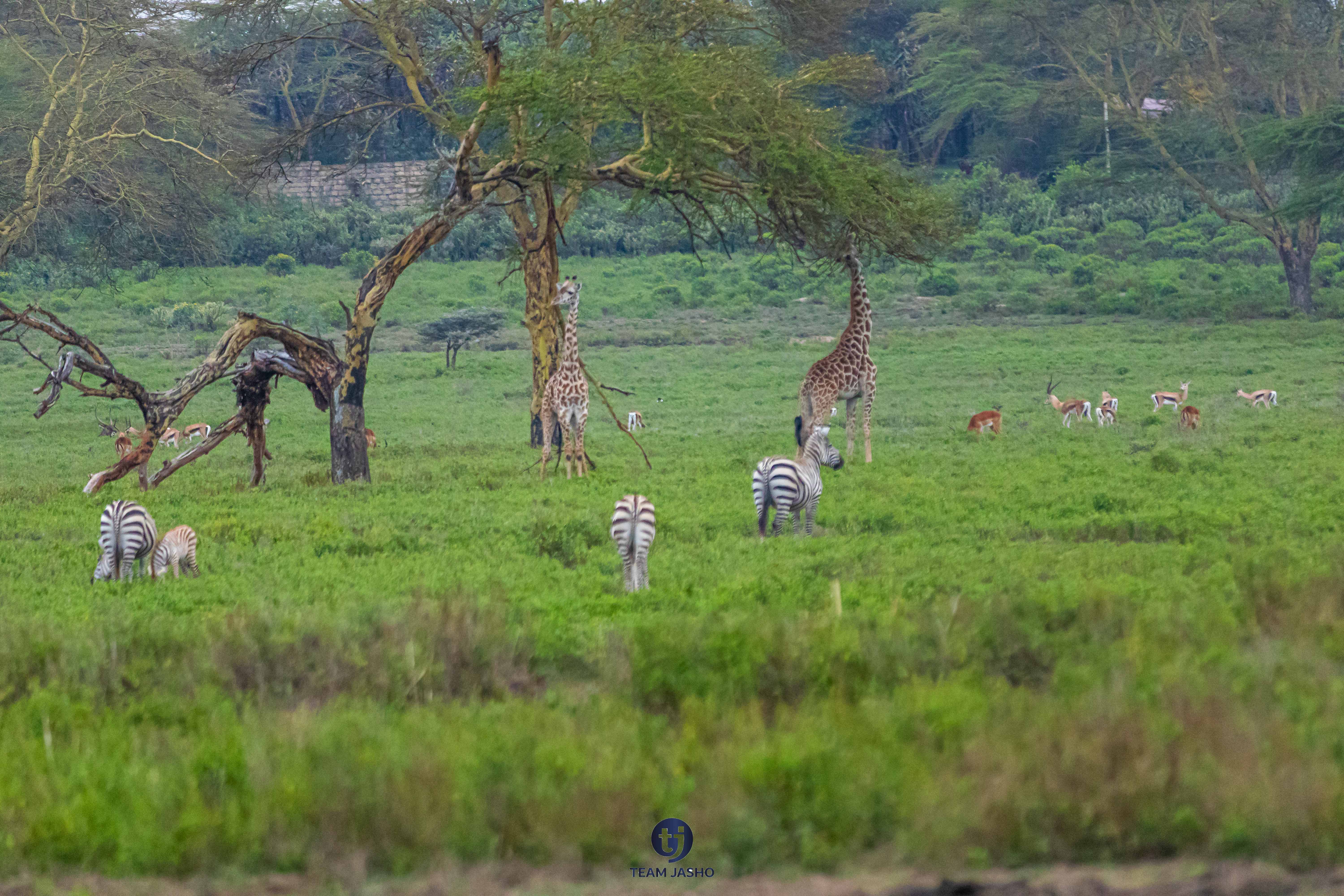 Naretunoi Wild Escape 