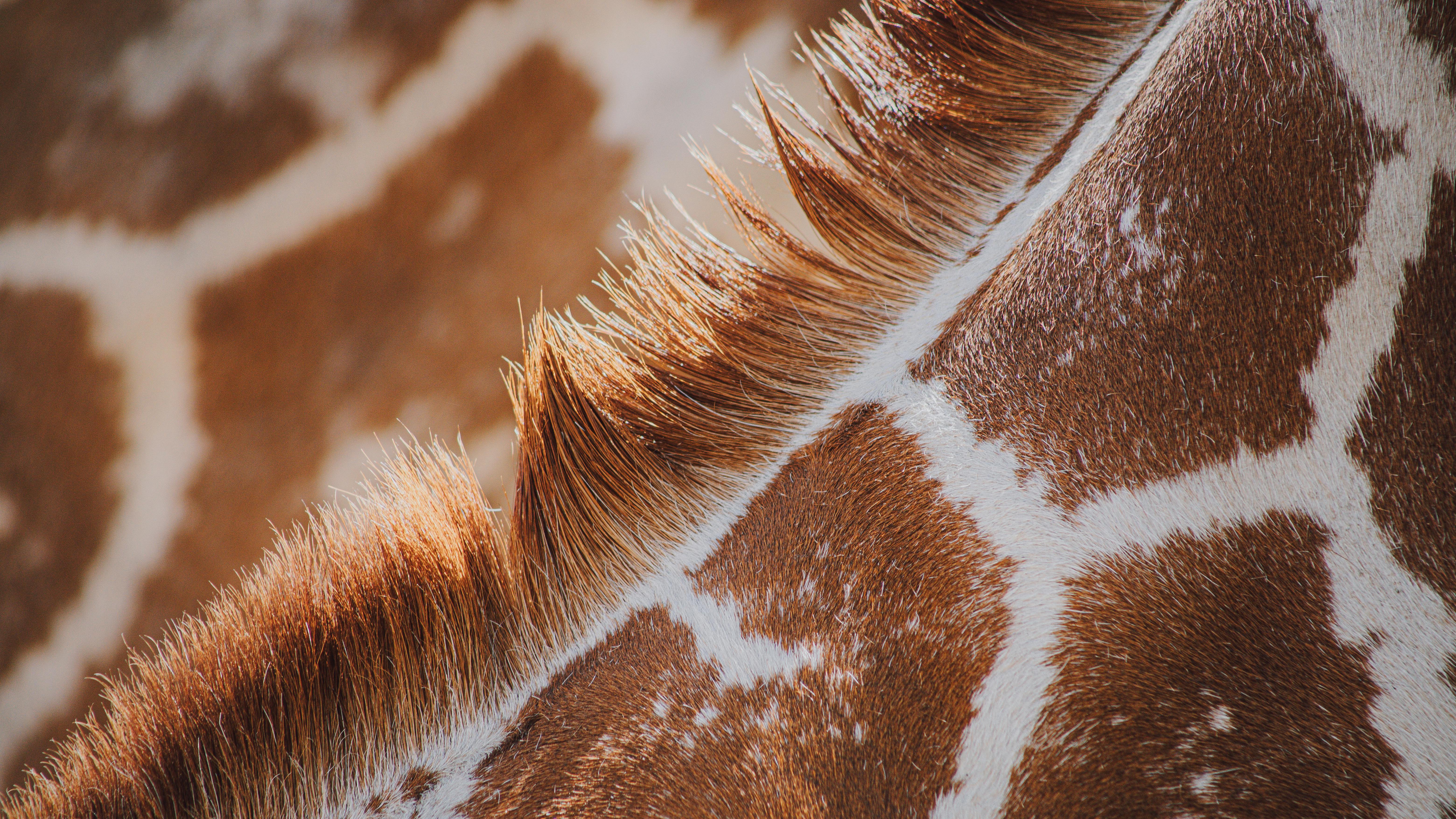 Masai Giraffe