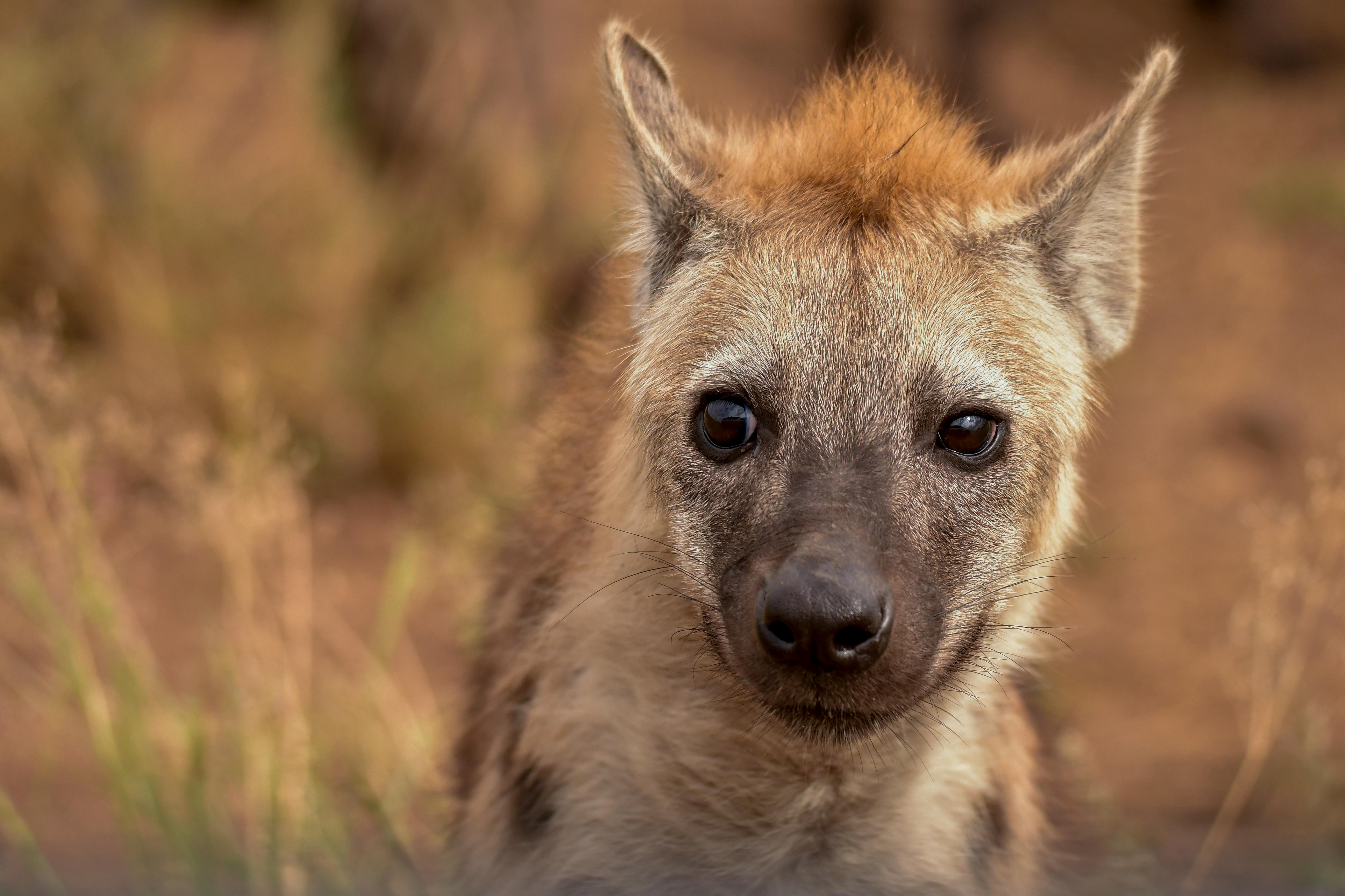 Spotted Hyena
