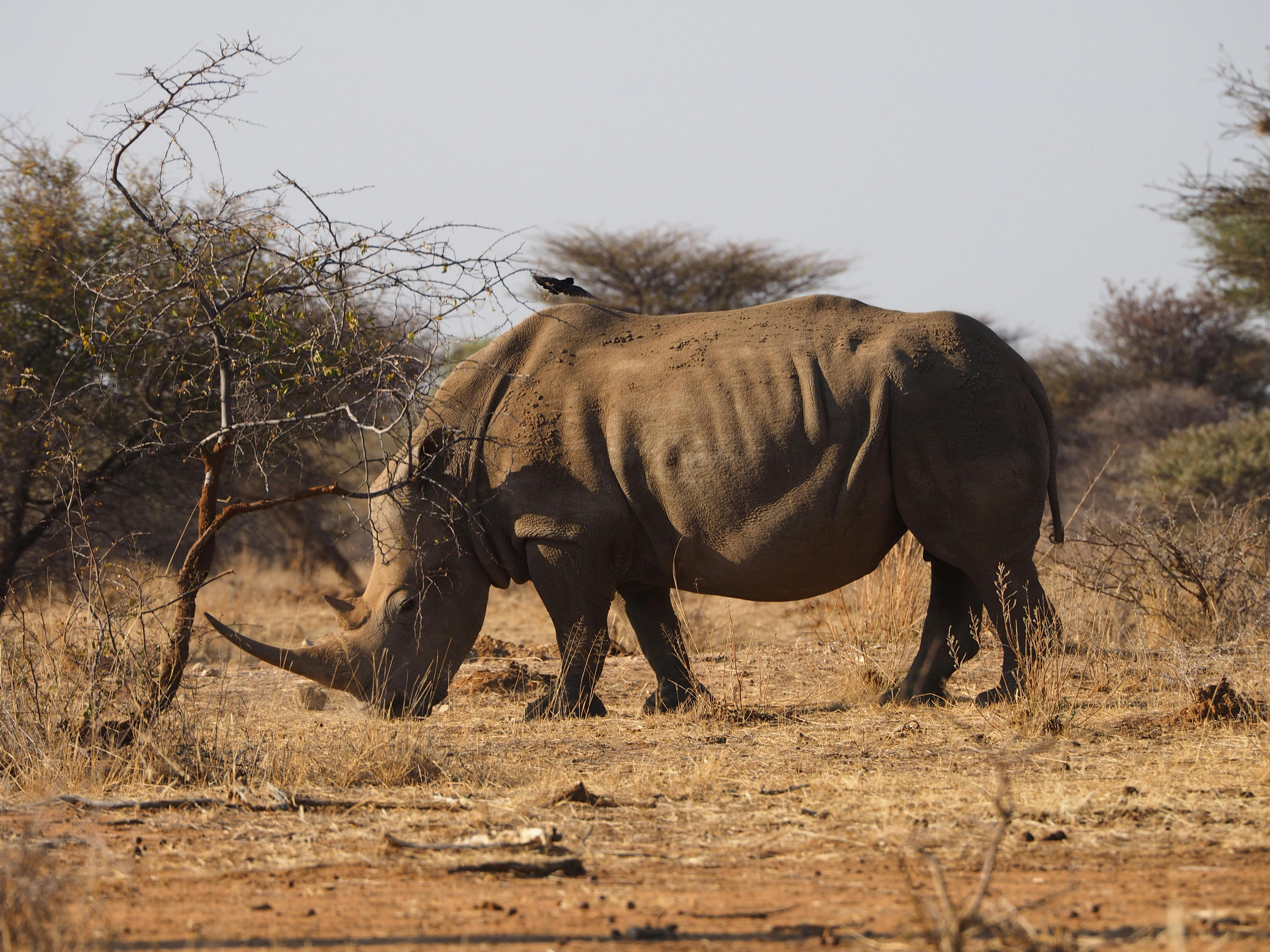 Black Rhino (or Southern White Rhino)