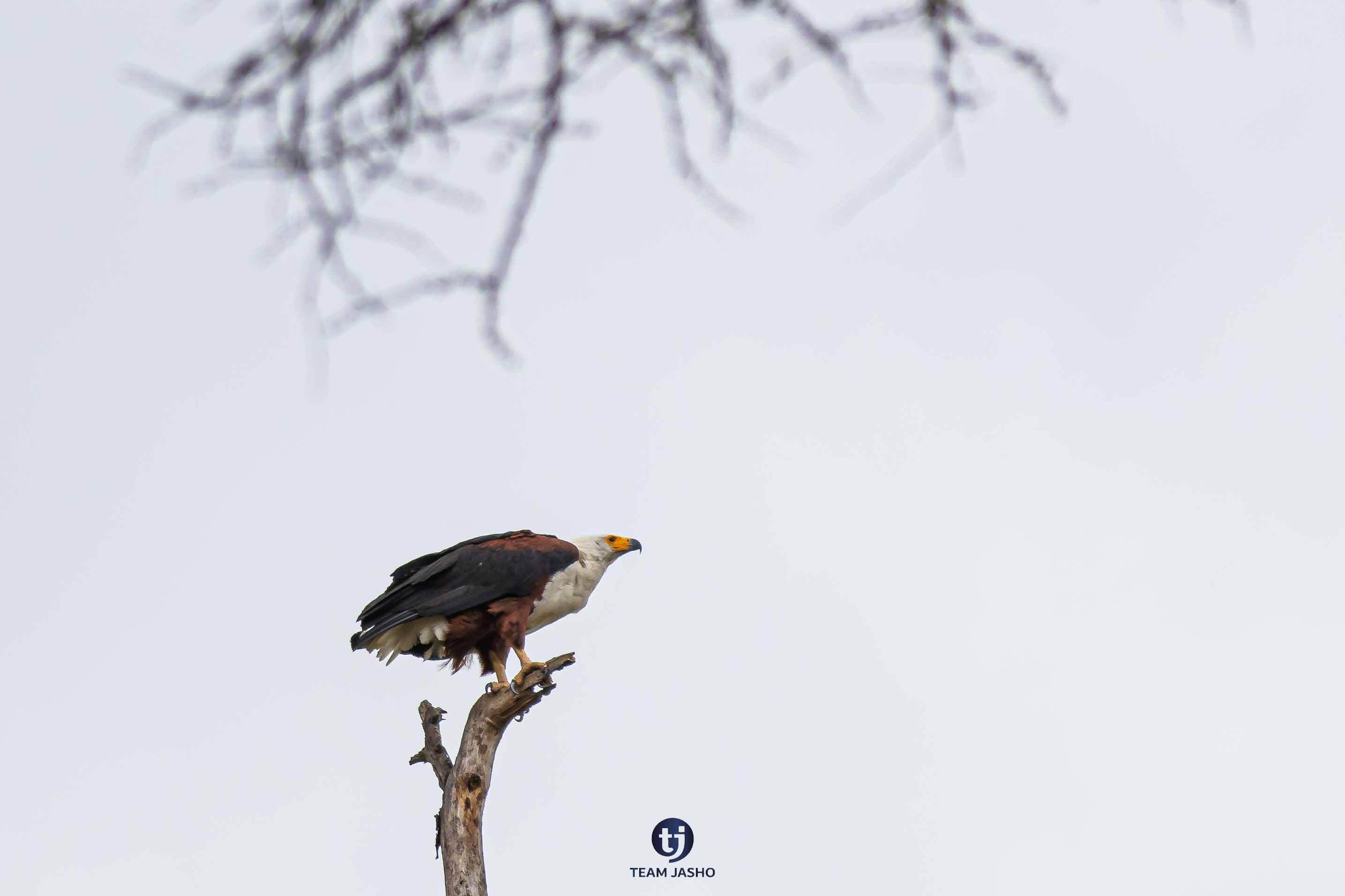 African Fish Eagle