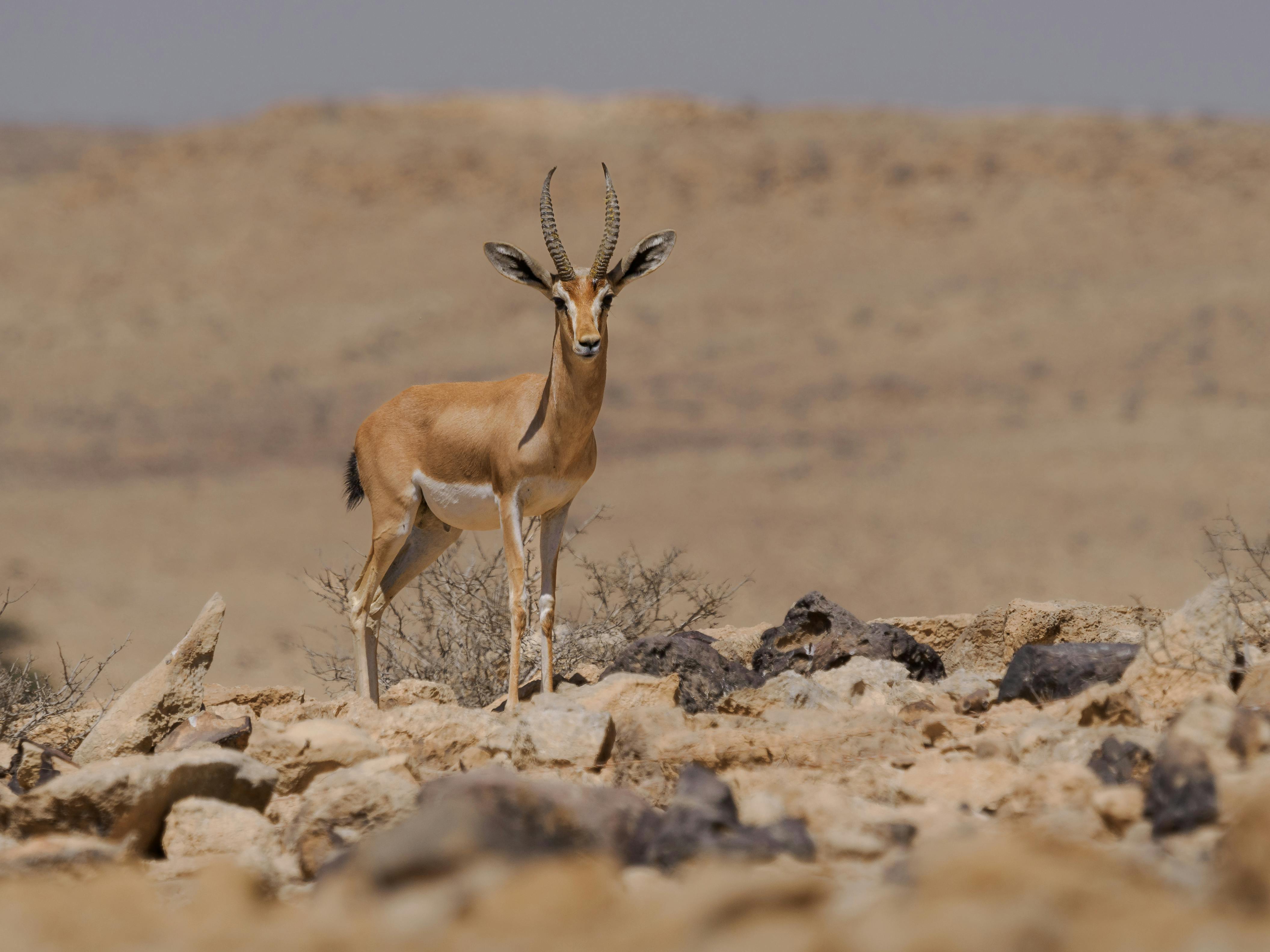 Thomsons Gazelle